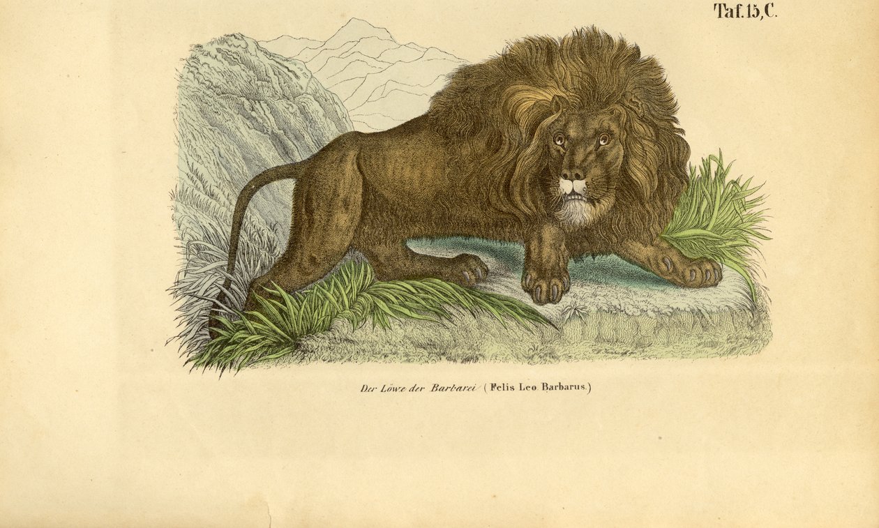 Den barbariske løve af J. W. Tenhaeff
