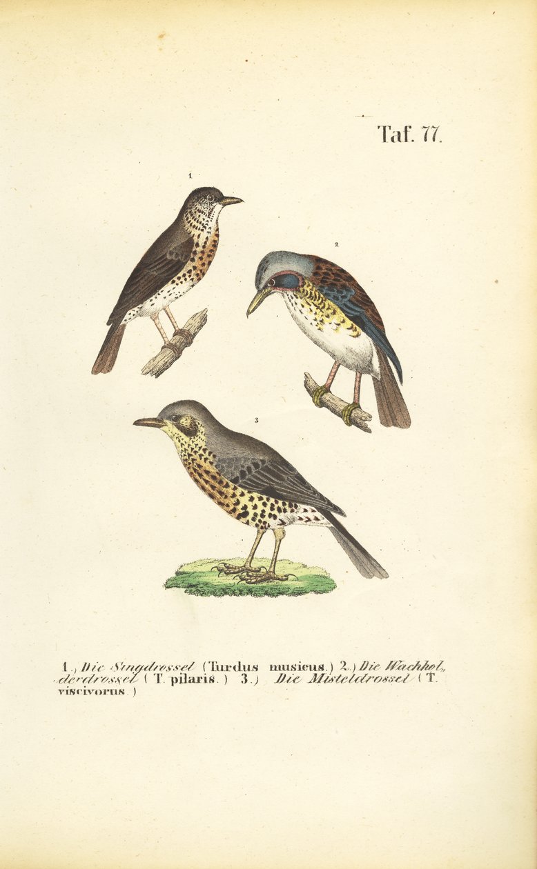 Tre arter af drosler af J. W. Tenhaeff