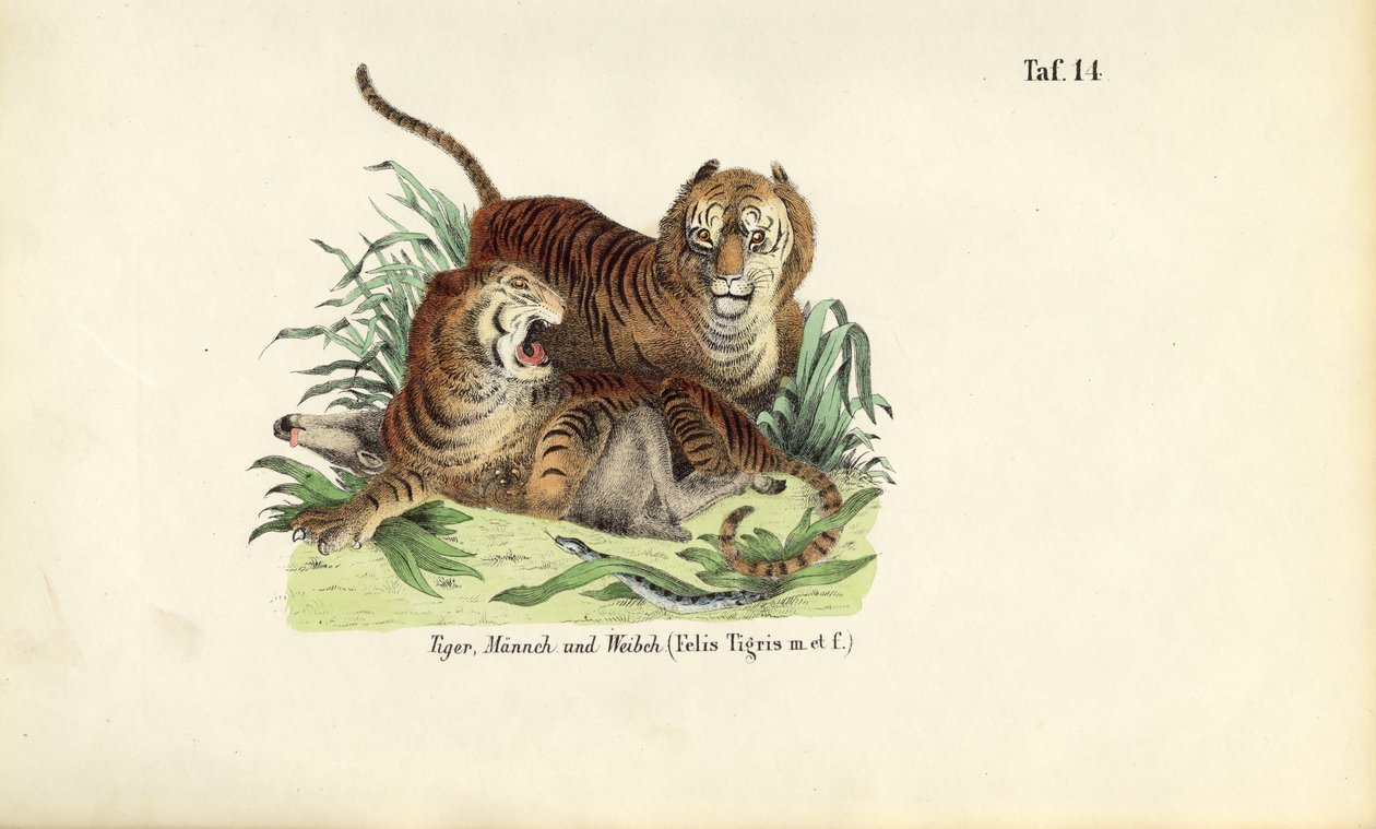 Tigre, hanner og hunner af J. W. Tenhaeff