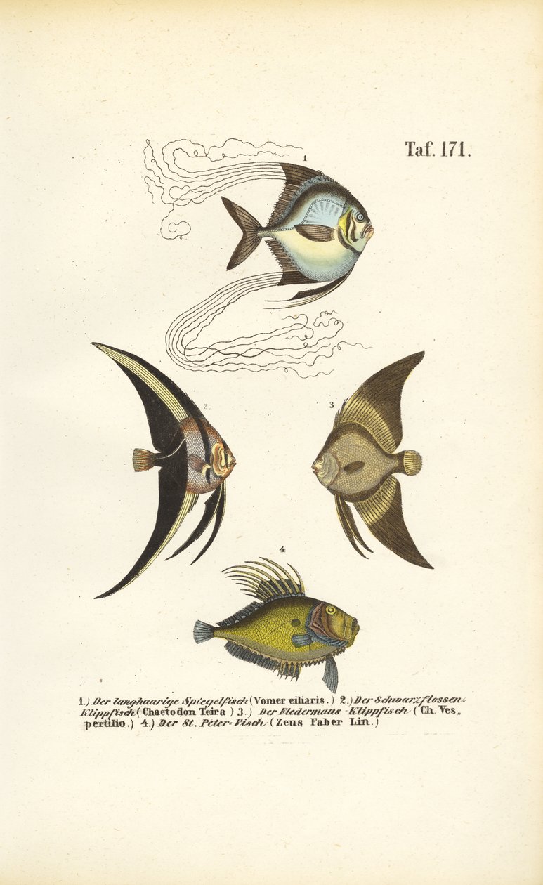 Tropiske prydfisk af J. W. Tenhaeff