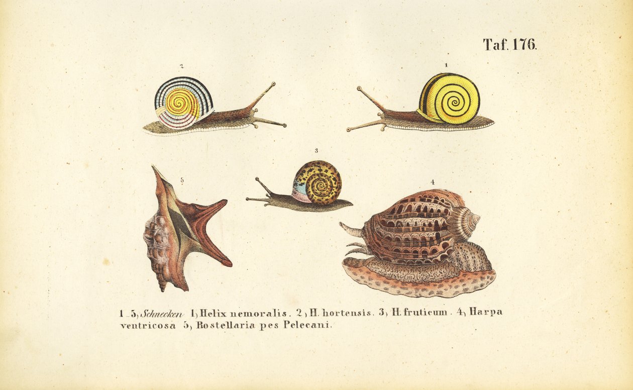 Forskellige land- og havsnegle af J. W. Tenhaeff