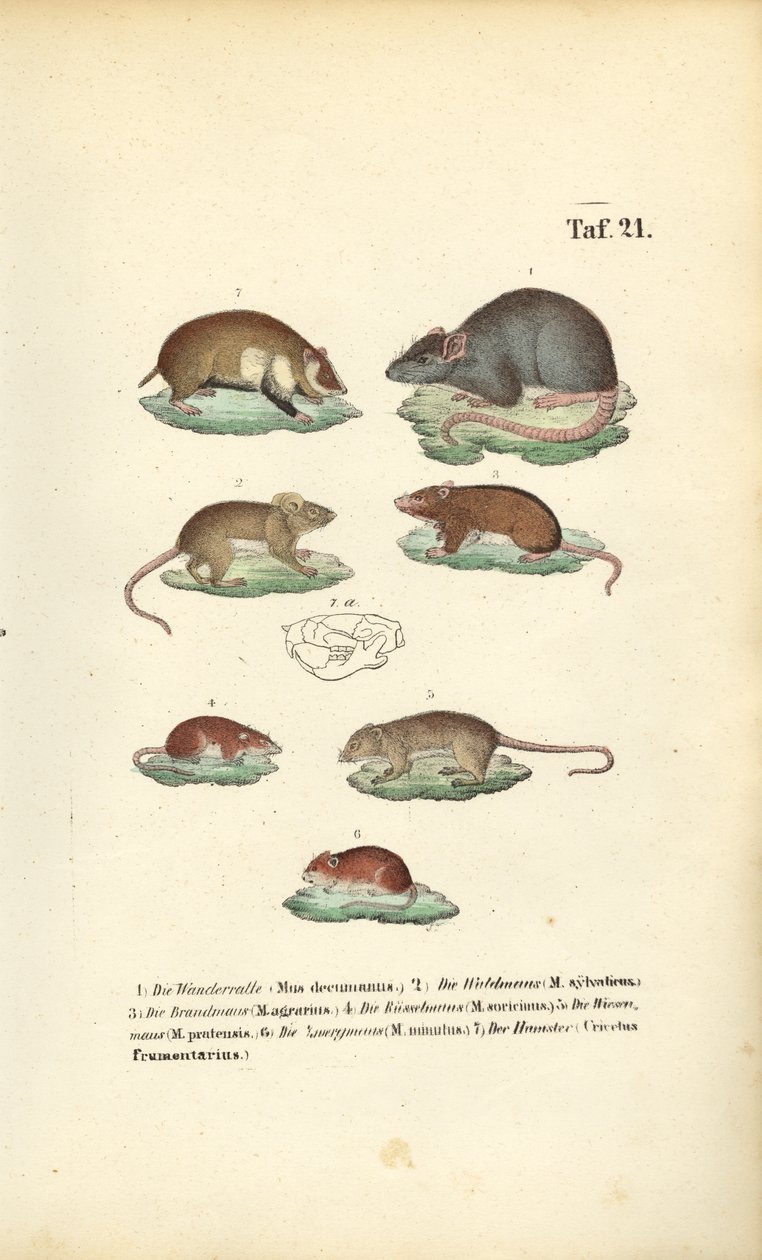 Forskellige arter af Muridae af J. W. Tenhaeff