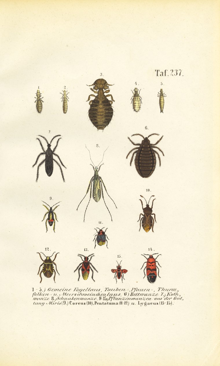 Forskellige parasitter og ægte insekter af J. W. Tenhaeff