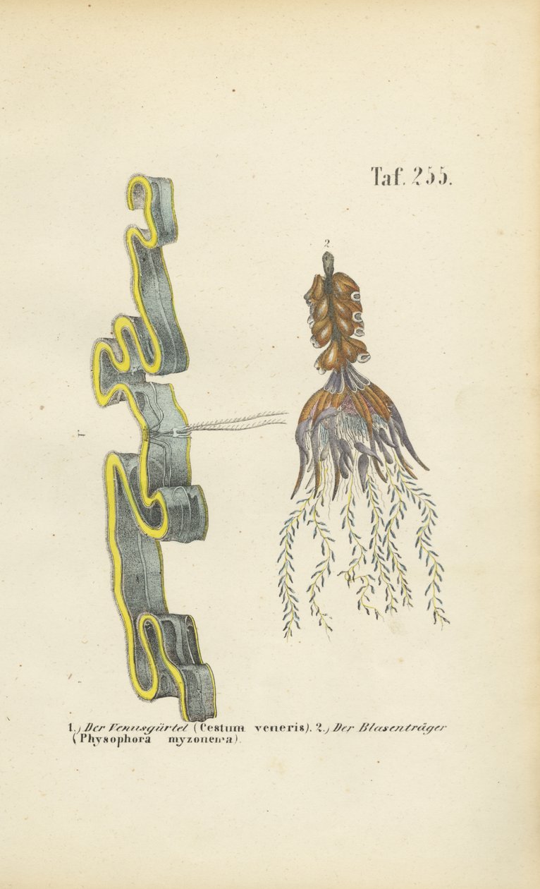 Venusgylden og blærerod af J. W. Tenhaeff
