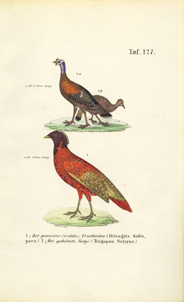 Vild kalkun og satyr Tragopan af J. W. Tenhaeff