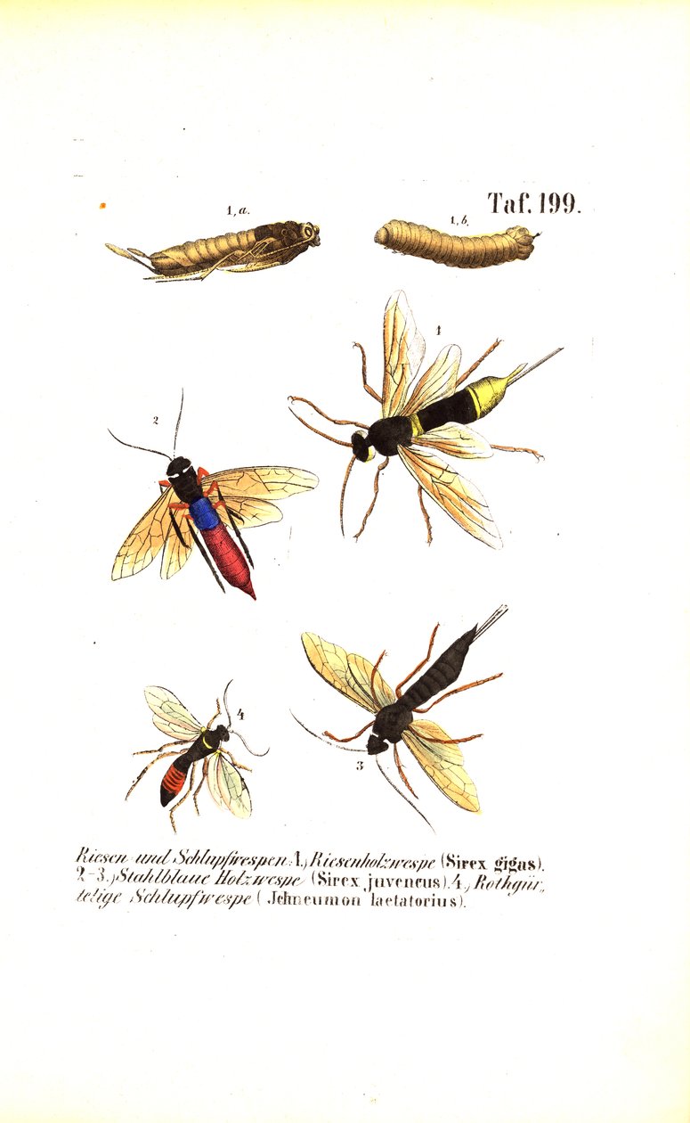 Skovhvepse og snyltehvepse af J. W. Tenhaeff