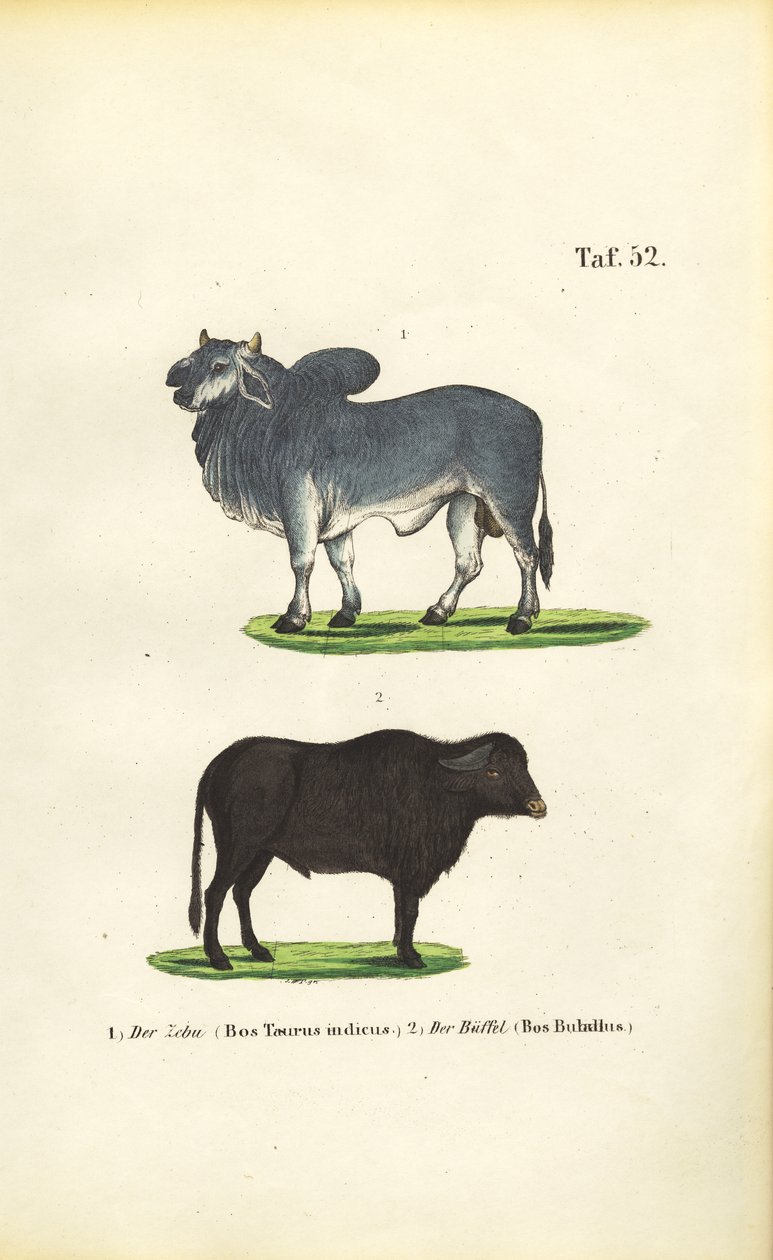 Zebu og bøffel af J. W. Tenhaeff