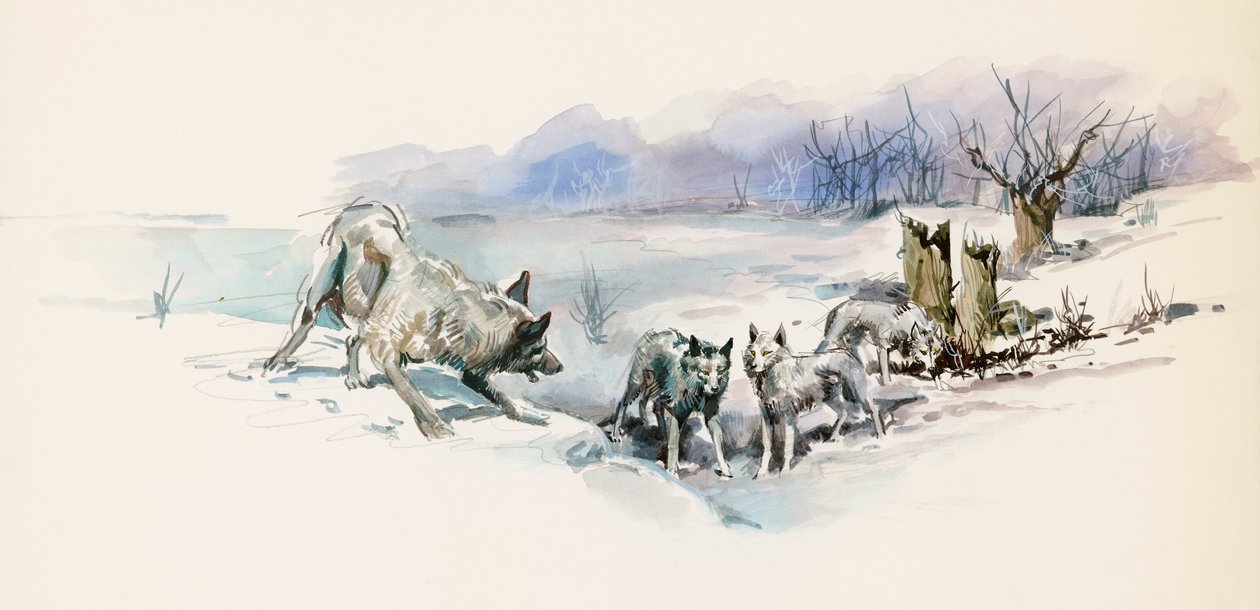 Flok ulve, fra Call of Wild, eventyrroman af Jack London (1876-1916), tegning af Jack London