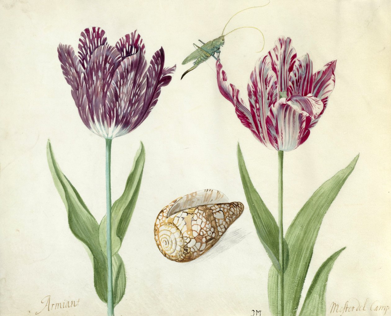 To tulipaner, en muslingeskal og en græshoppe, 1637-45 (pensel på pergament) af Jacob Marrel