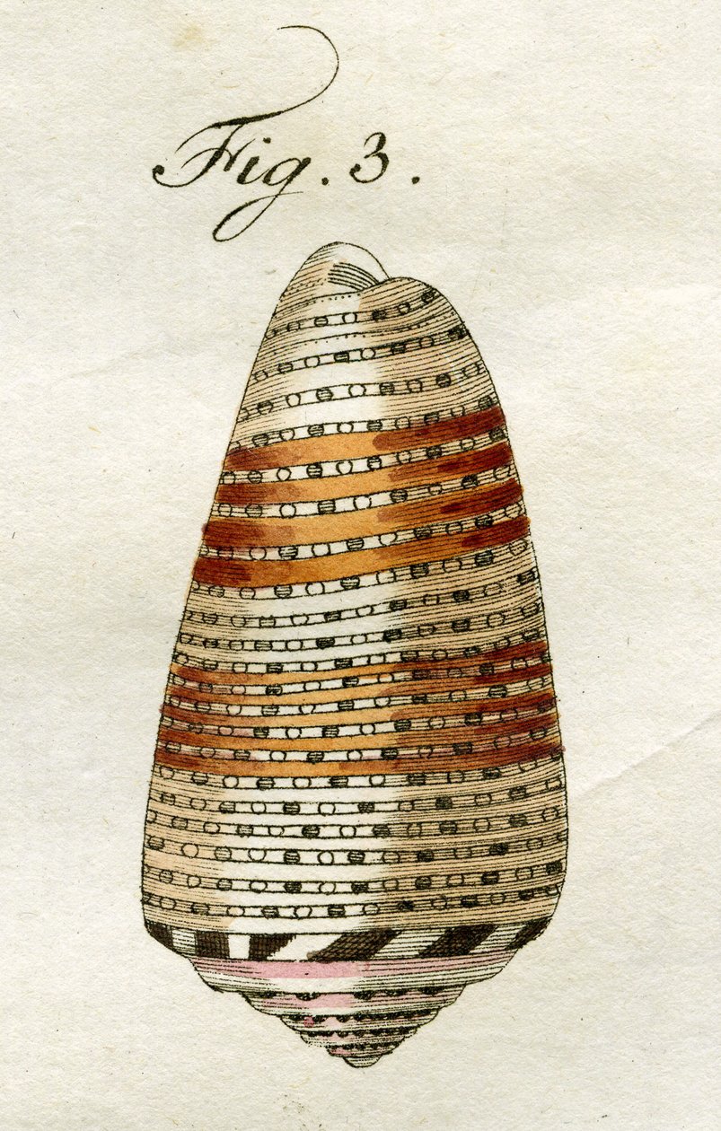 Illustration af Conus Ammiralis (underart Arausiacus), 1790 (håndkoloreret stik) af Jacob Xavier Schmuzer