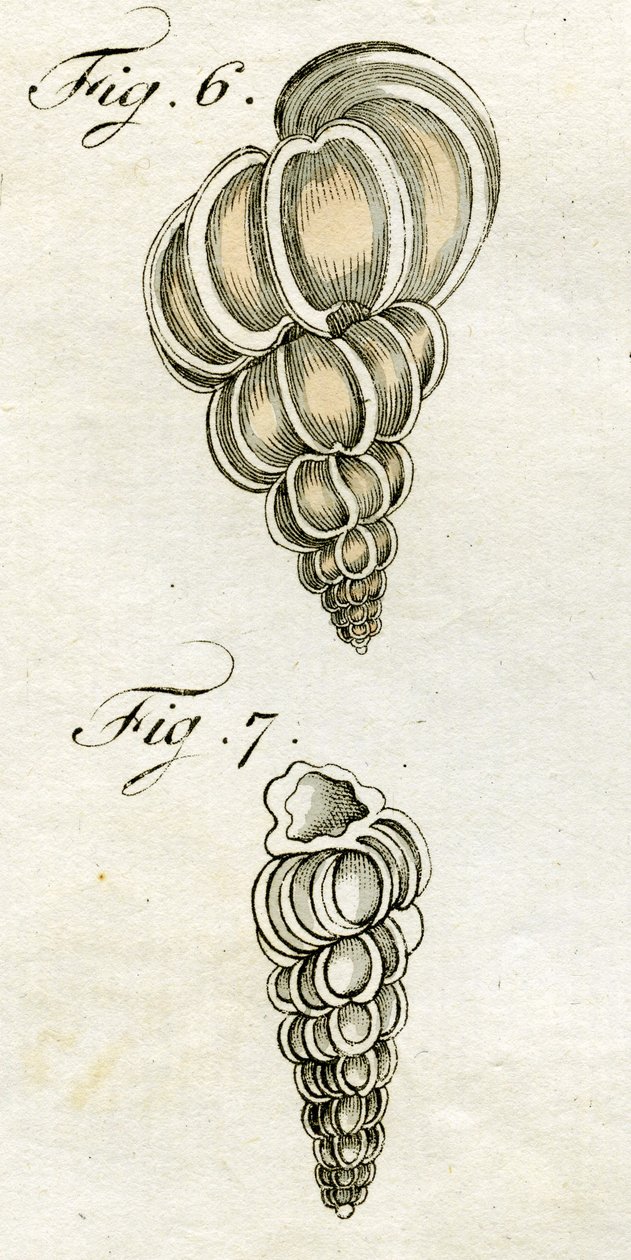 Illustration af Turbo Scalaris, 1790 (håndfarvet gravering) af Jacob Xavier Schmuzer