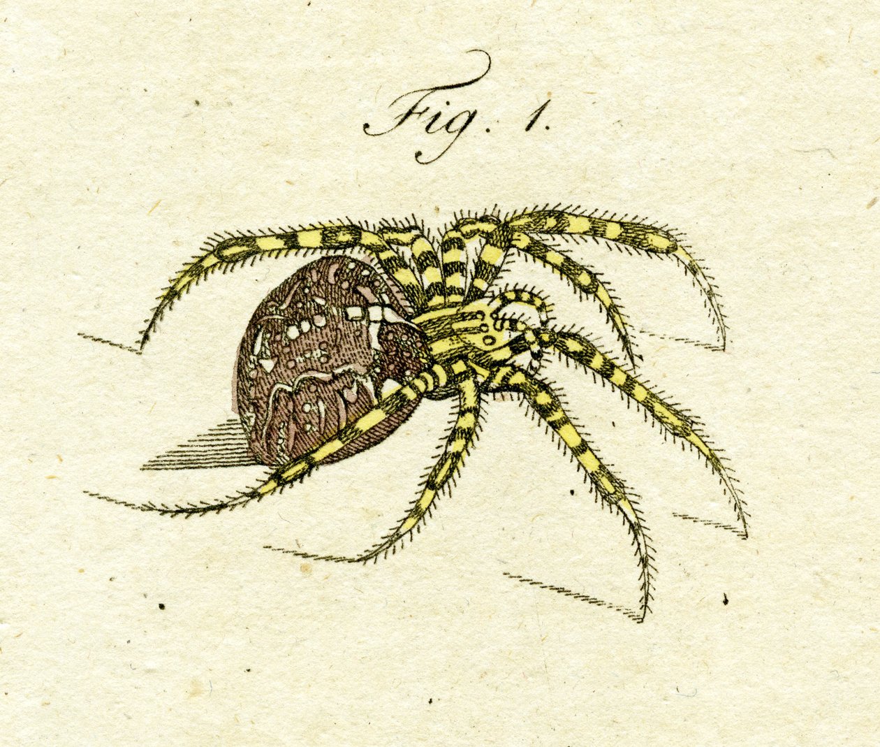 Illustration af en edderkop, 1790 (håndfarvet gravering) af Jacob Xavier Schmuzer