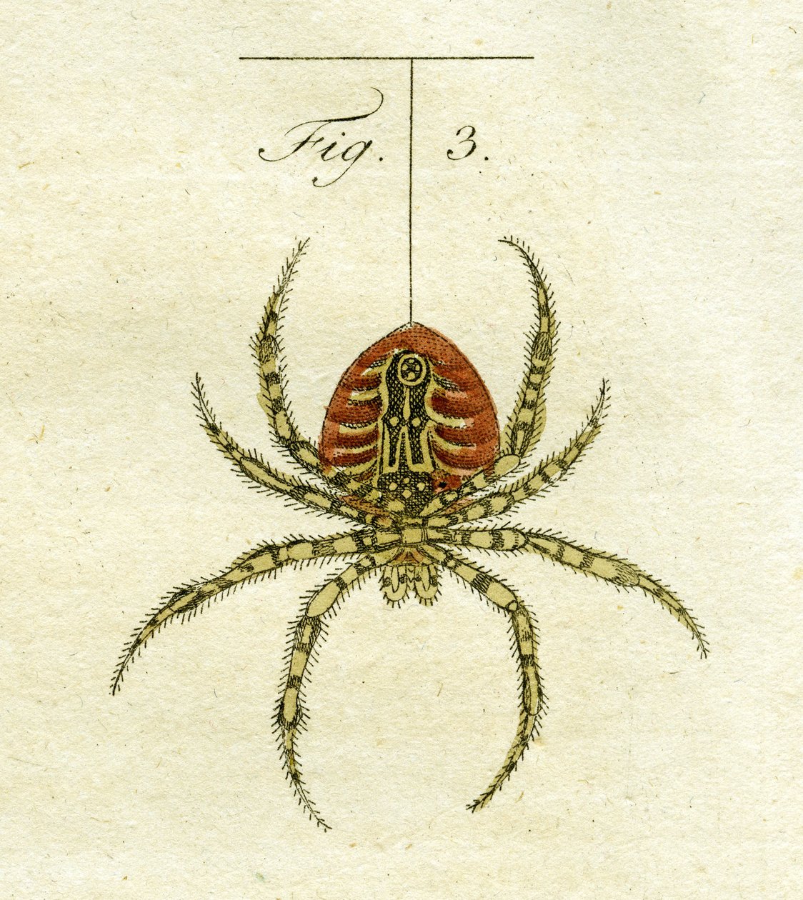 Illustration af en edderkop, 1790 (håndfarvet gravering) af Jacob Xavier Schmuzer