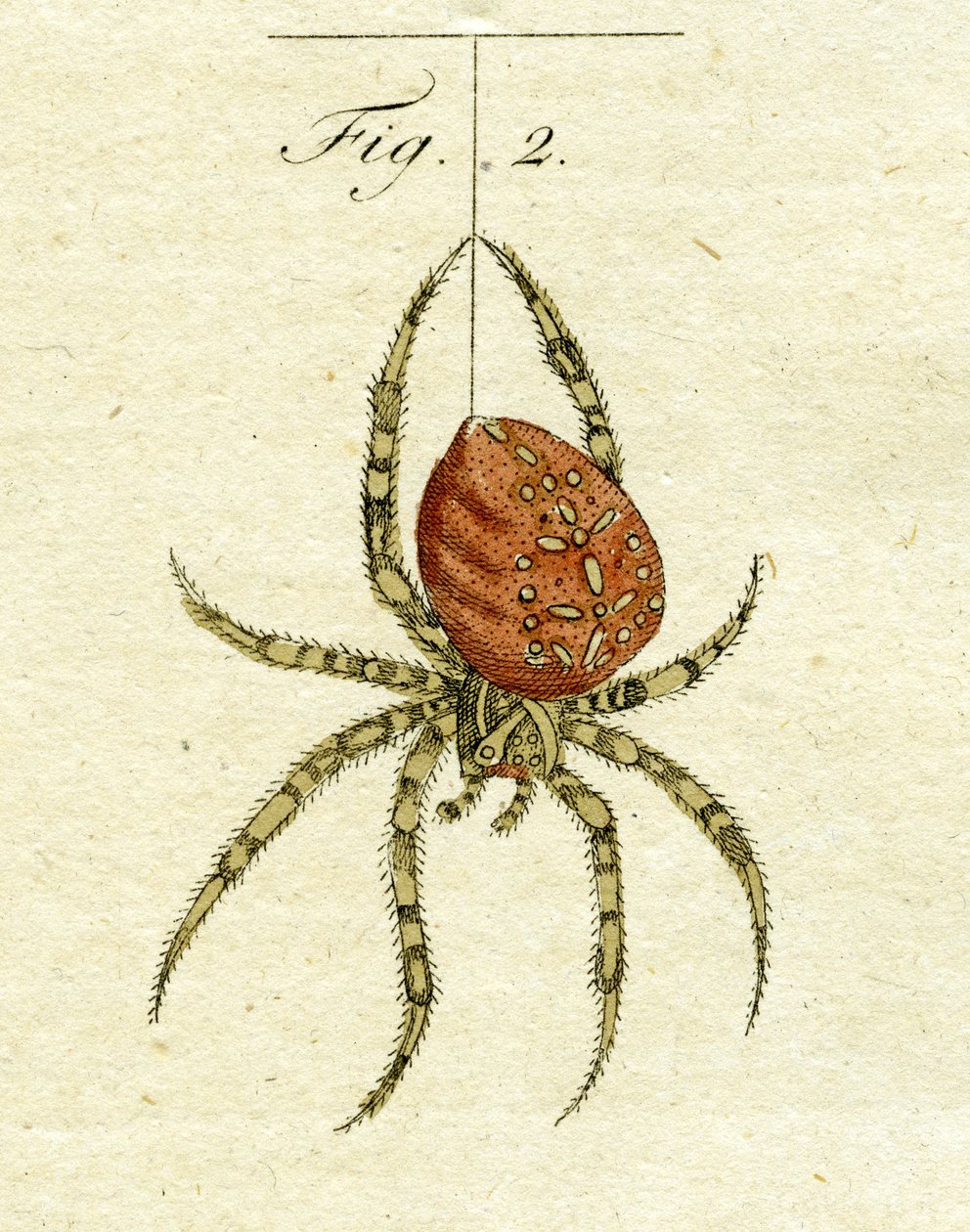 Illustration af en edderkop, 1790 (håndfarvet gravering) af Jacob Xavier Schmuzer