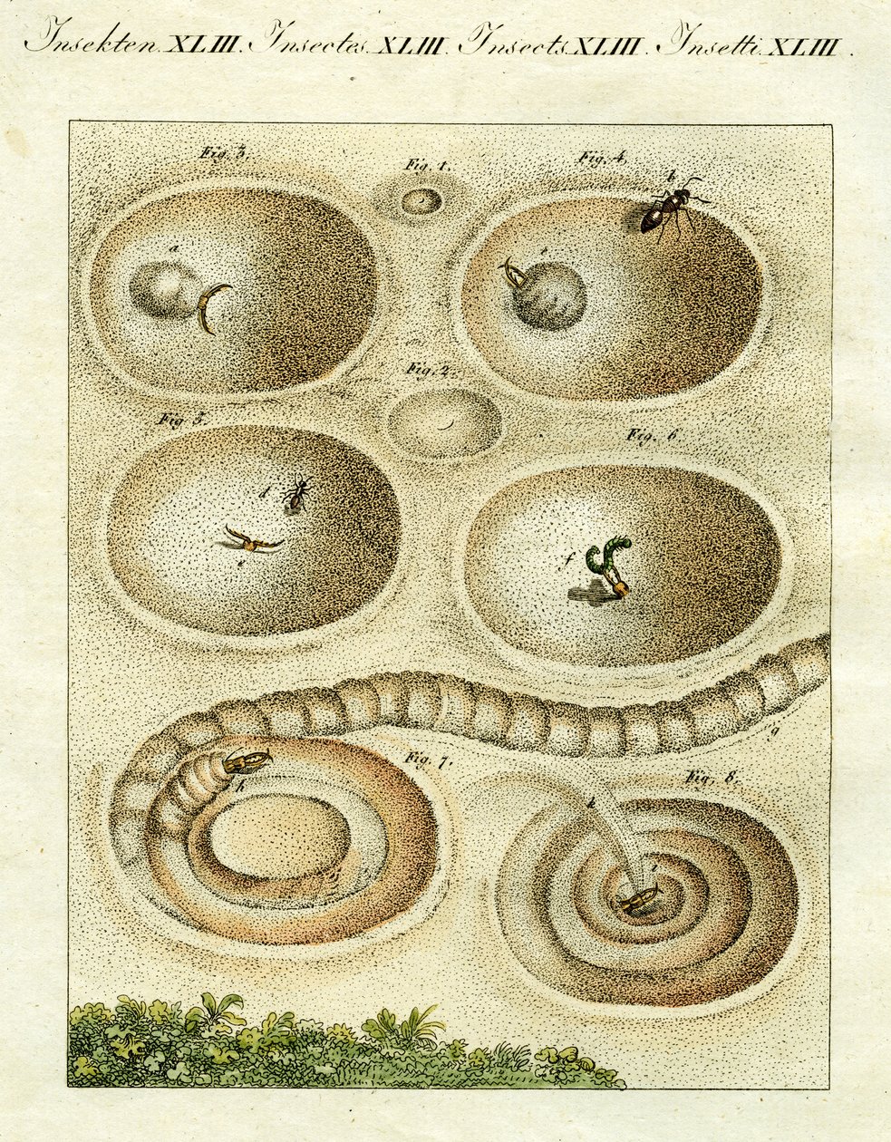 Illustration af en myreløve, der fanger sit bytte, 1790 (håndkoloreret gravering) af Jacob Xavier Schmuzer