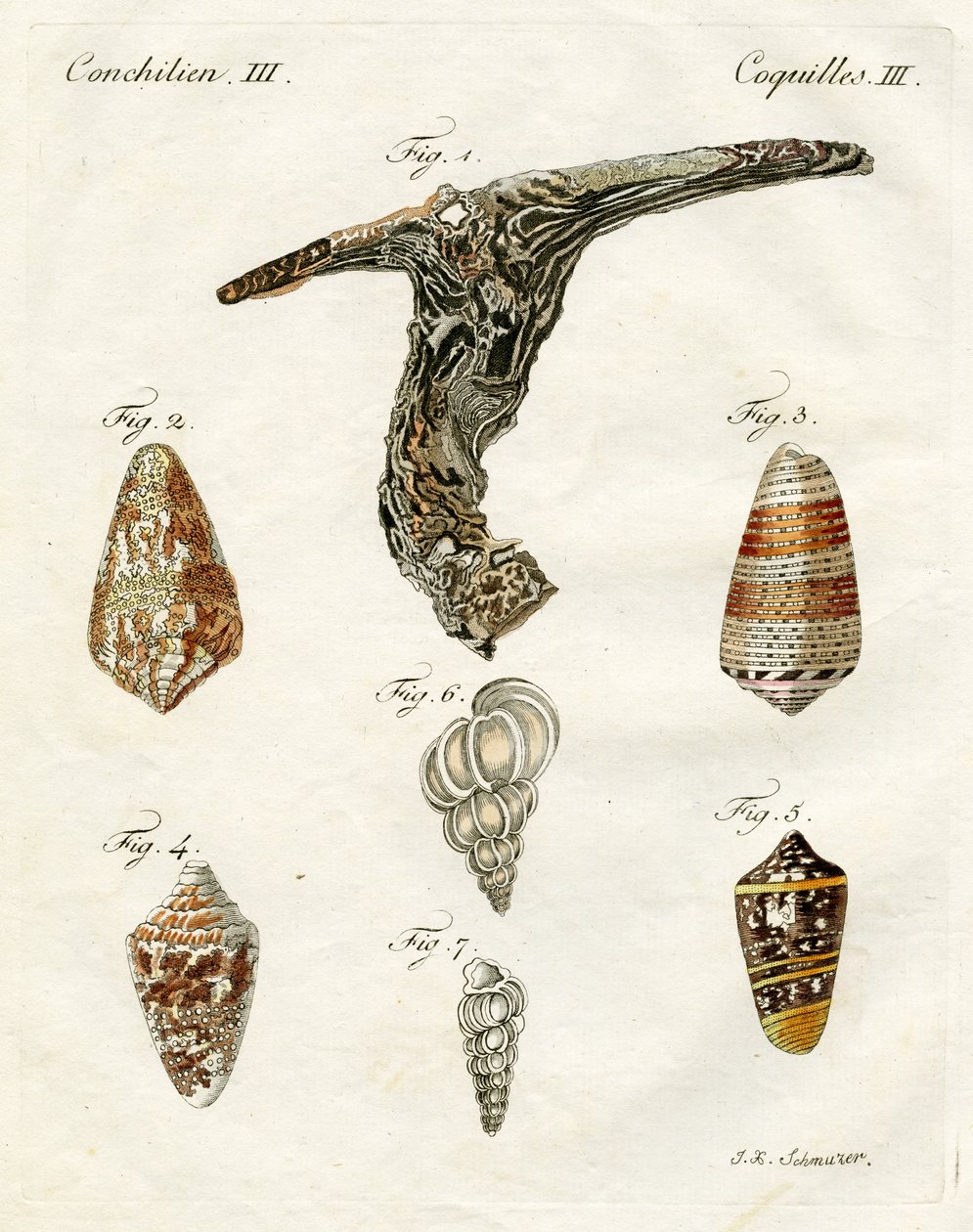 Illustration af muslingeskaller, 1790 (håndfarvet gravering) af Jacob Xavier Schmuzer