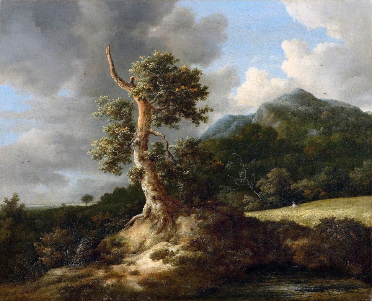 Bjerglandskab med en knudret eg foran en kornmark af Jacob van Ruisdael