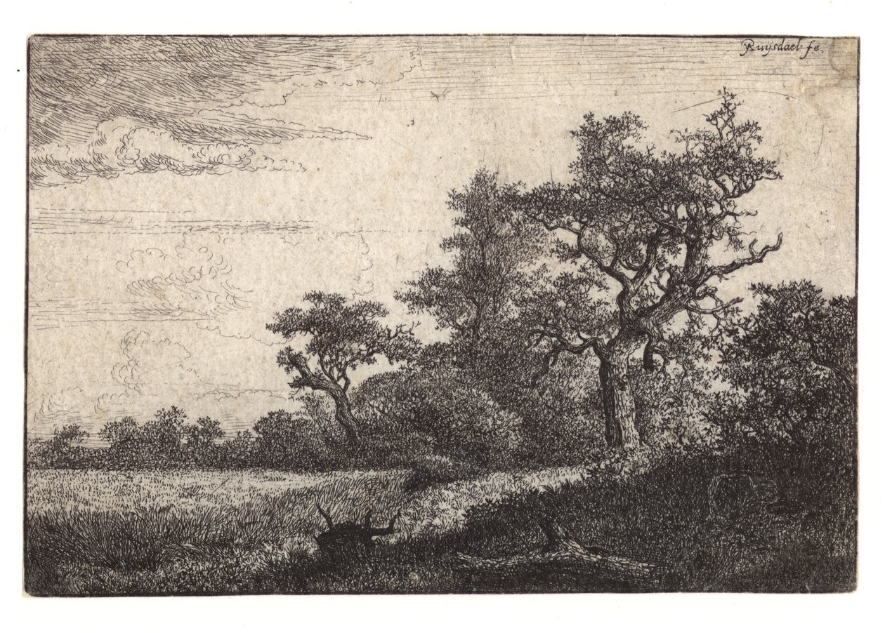 Ætsning af træ og kornmark af Jacob van Ruisdael