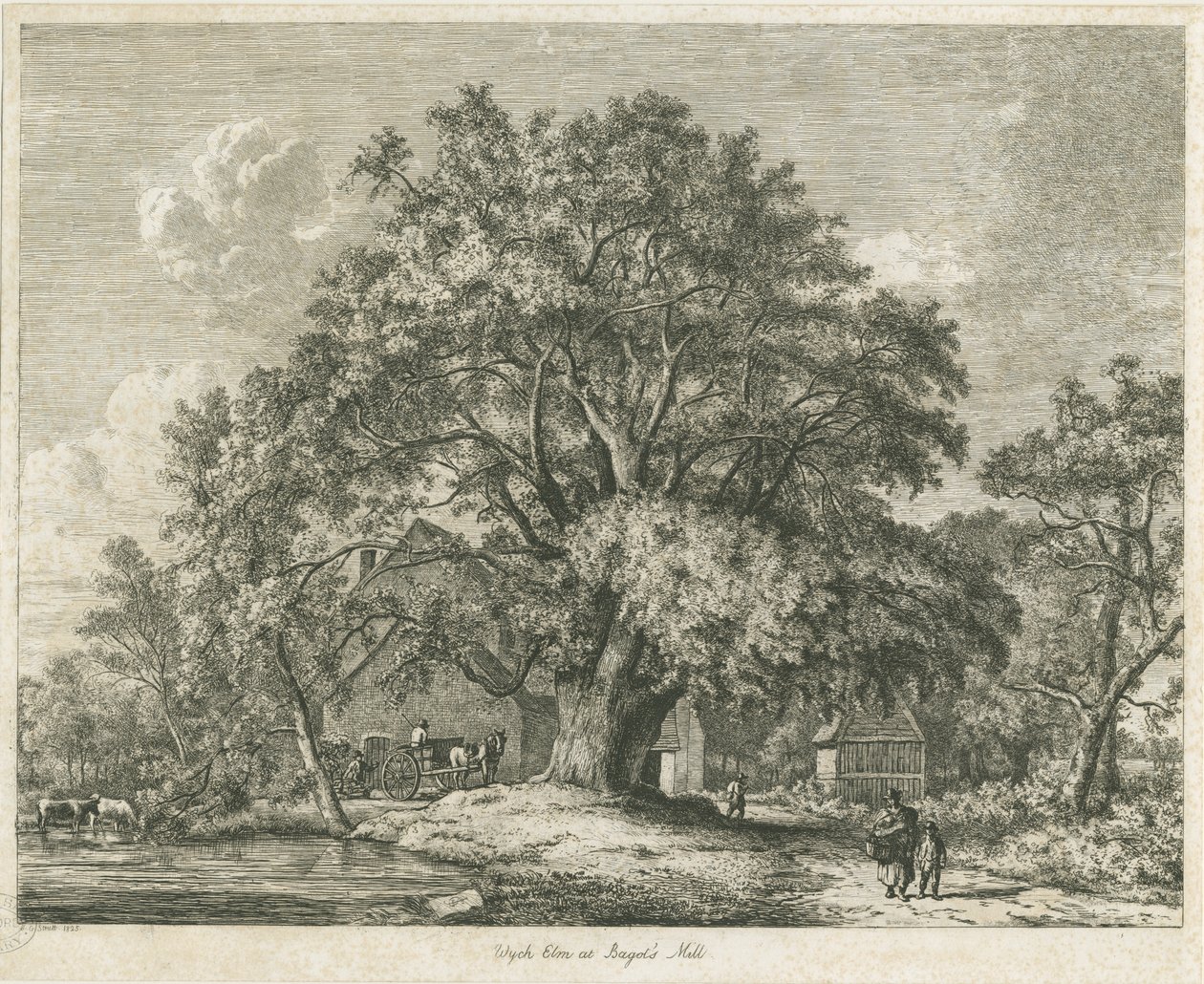 Blithfield - Wych Elm: ætsning, 1825 af Jacob George Strutt