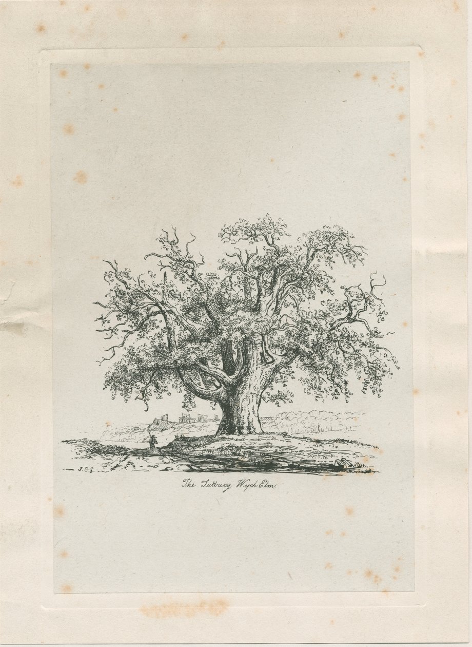 Tutbury - "Wych Elm": gravering, nd [c 1820] af Jacob George Strutt