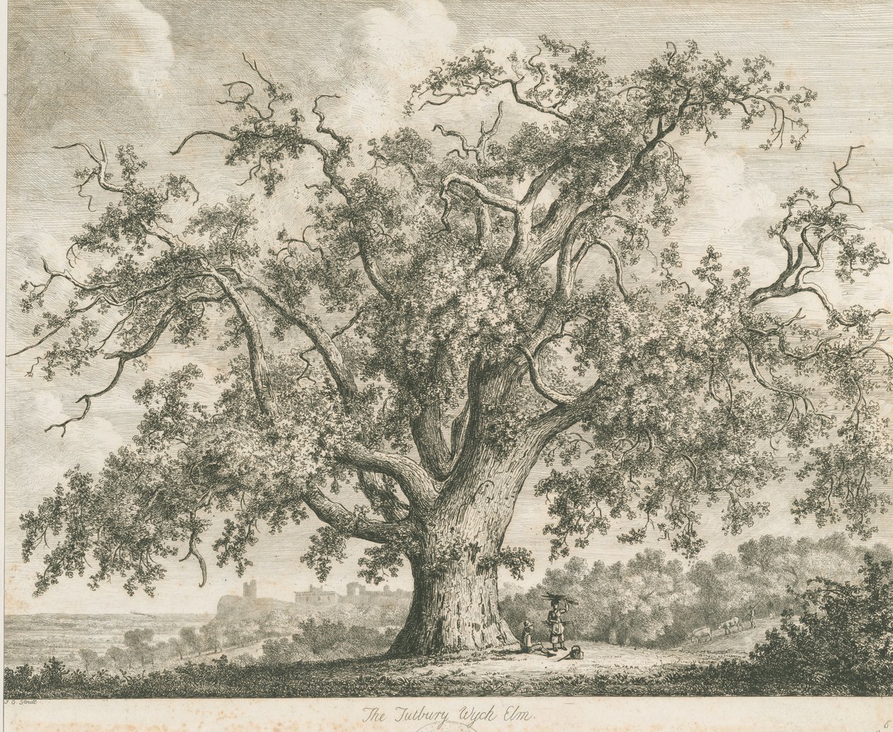 Tutbury - "Wych Elm": radering, nd [c 1820] af Jacob George Strutt