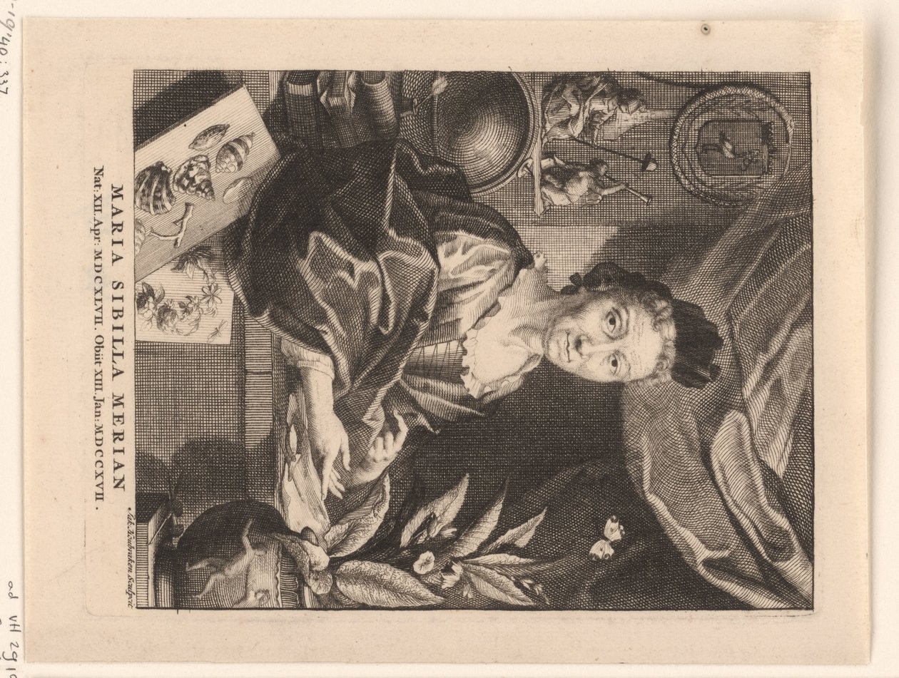 Portret af Maria Sibylla Merian Maria Sibylla Merian (titel på objekt) af Jacob Houbraken