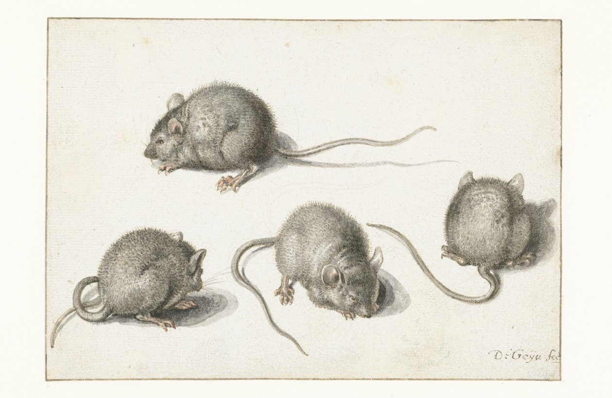 Fire undersøgelser af en syg mus af Jacob II de Gheyn