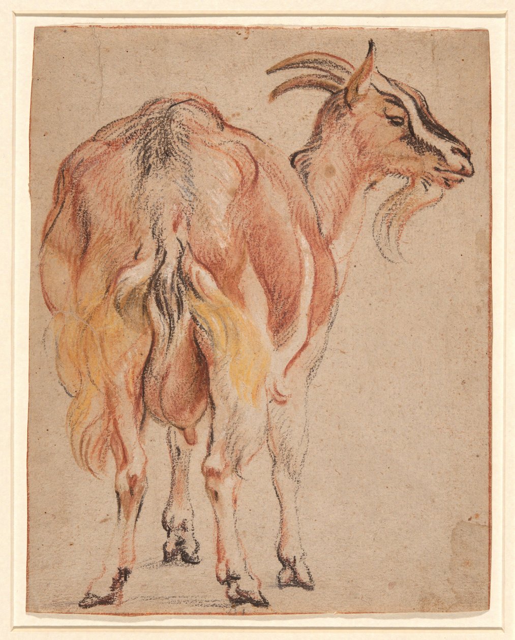 Ged, ca. 1657 (kridt & vask forhøjet med hvid) af Jacob Jordaens