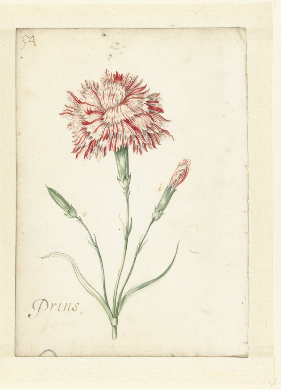 Nellike af Jacob Marrel (possibly)