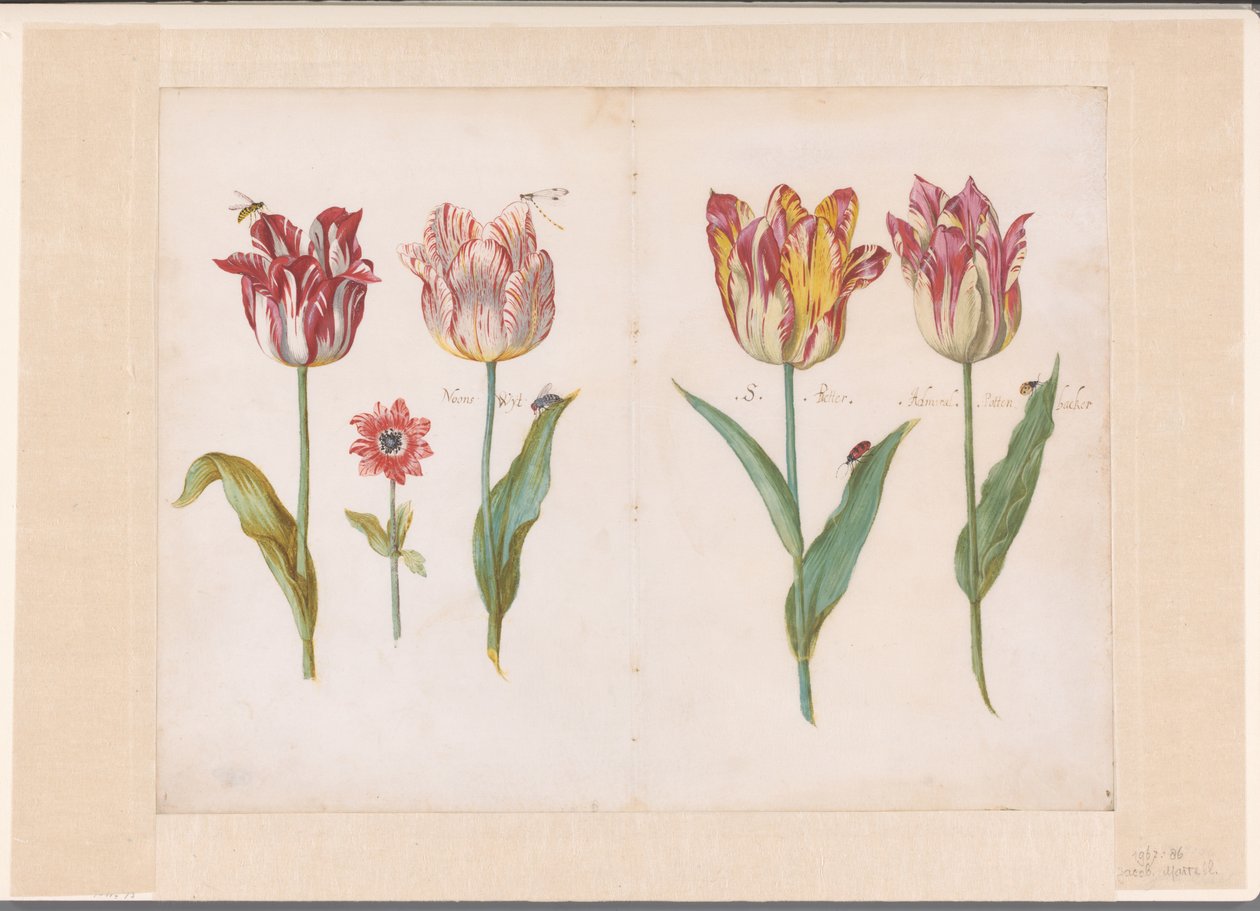 Ark fra en Tulipanbog Fire tulipaner med insekter og en mindre blomst Ensemble af foldede blade og med tulipaner på begge sider (serietitel) af Jacob Marrel