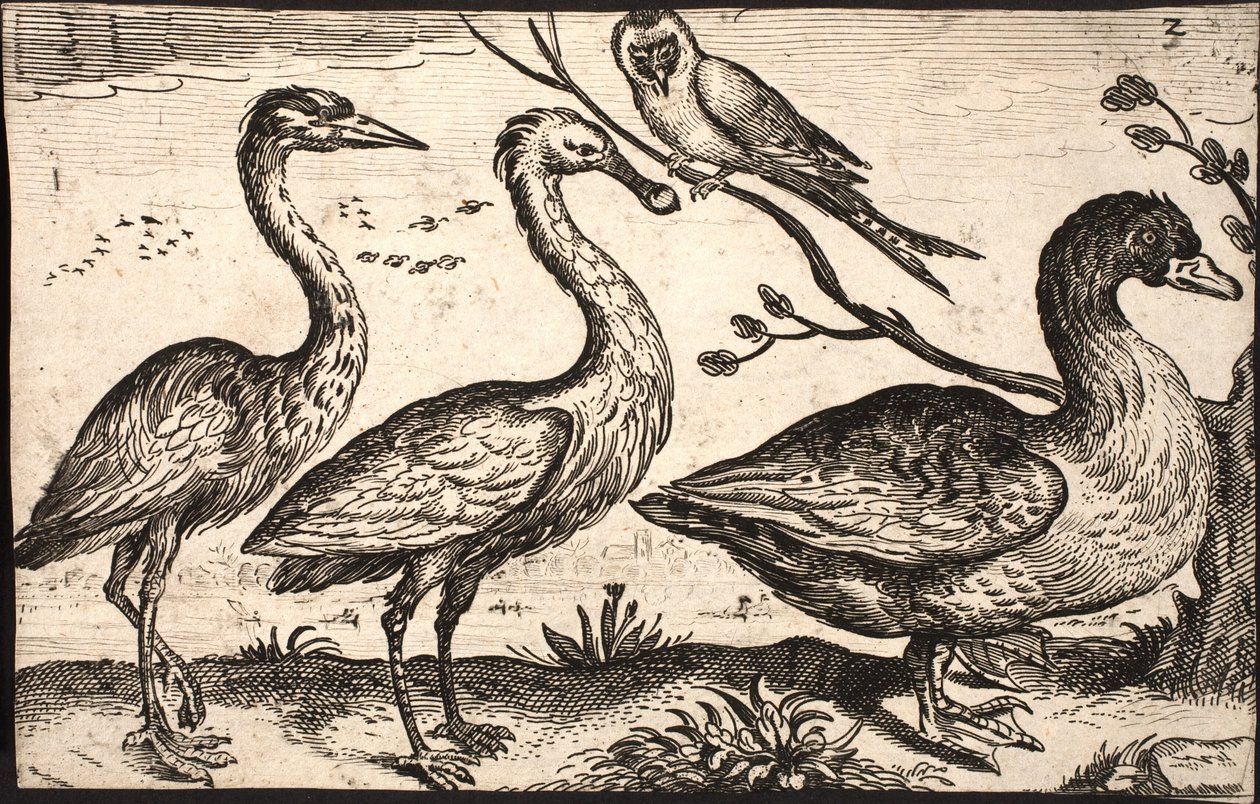 Hejre, skestork, fugl og gås af Jacob Matham