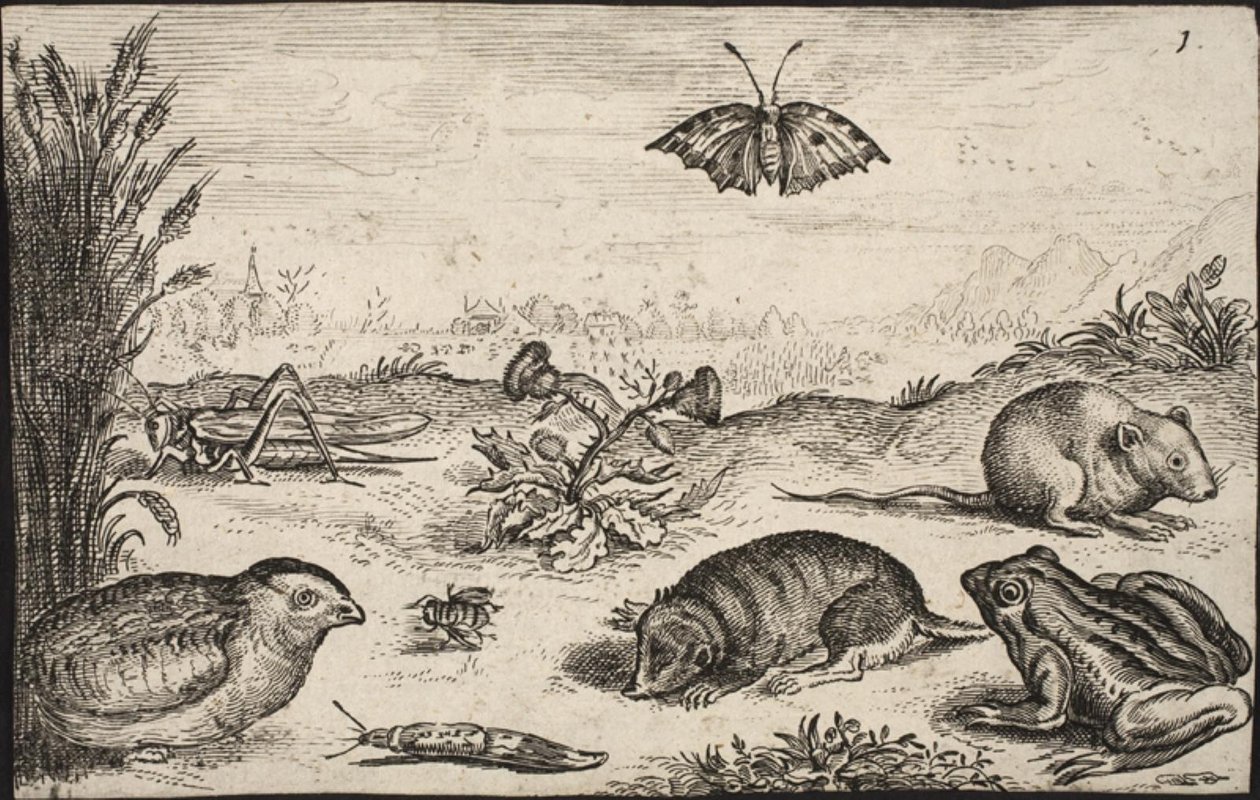 Smådyr og insekter: Græshoppe, sommerfugl, markmus, agerhøne, bi, snegl, muldvarp og frø. af Jacob Matham