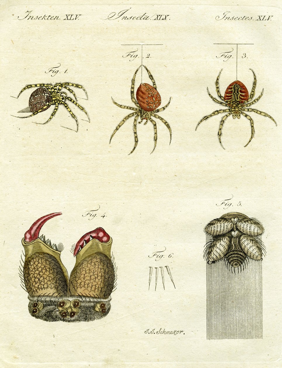 Illustration af edderkopper, 1790 (håndfarvet gravering) af Jacob Xavier Schmuzer