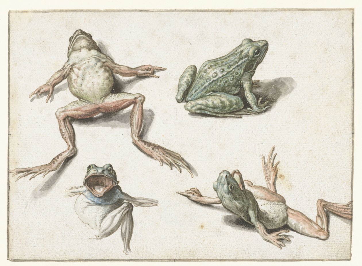 Fire undersøgelser af en frø af Jacob de Gheyn (II)