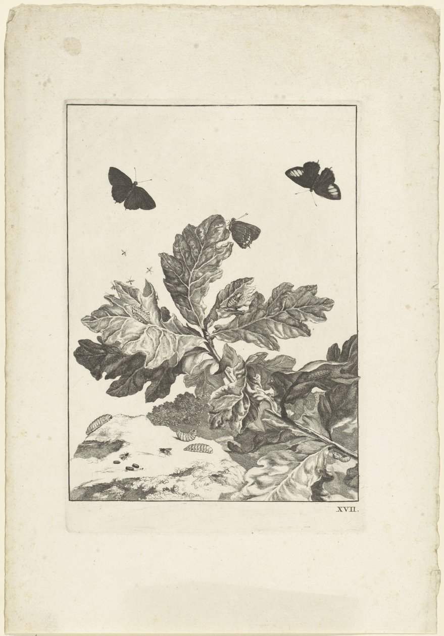 Flyvende sommerfugle og andre insekter over en gren med blade af Jacob l