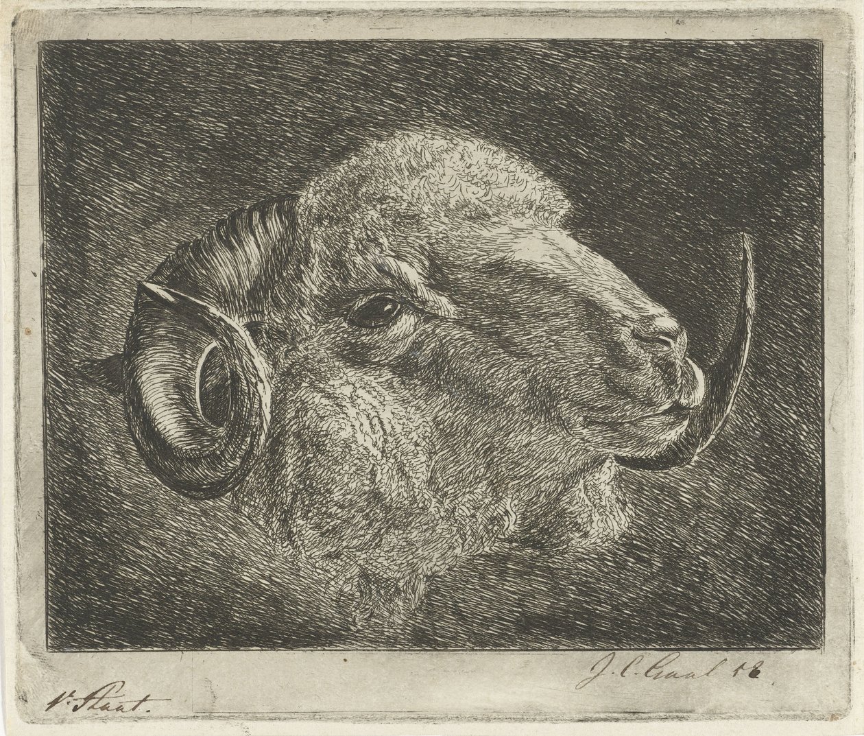 Hovedet af en vædder med horn vendt tilbage af Jacobus Cornelis Gaal (signed by artist)