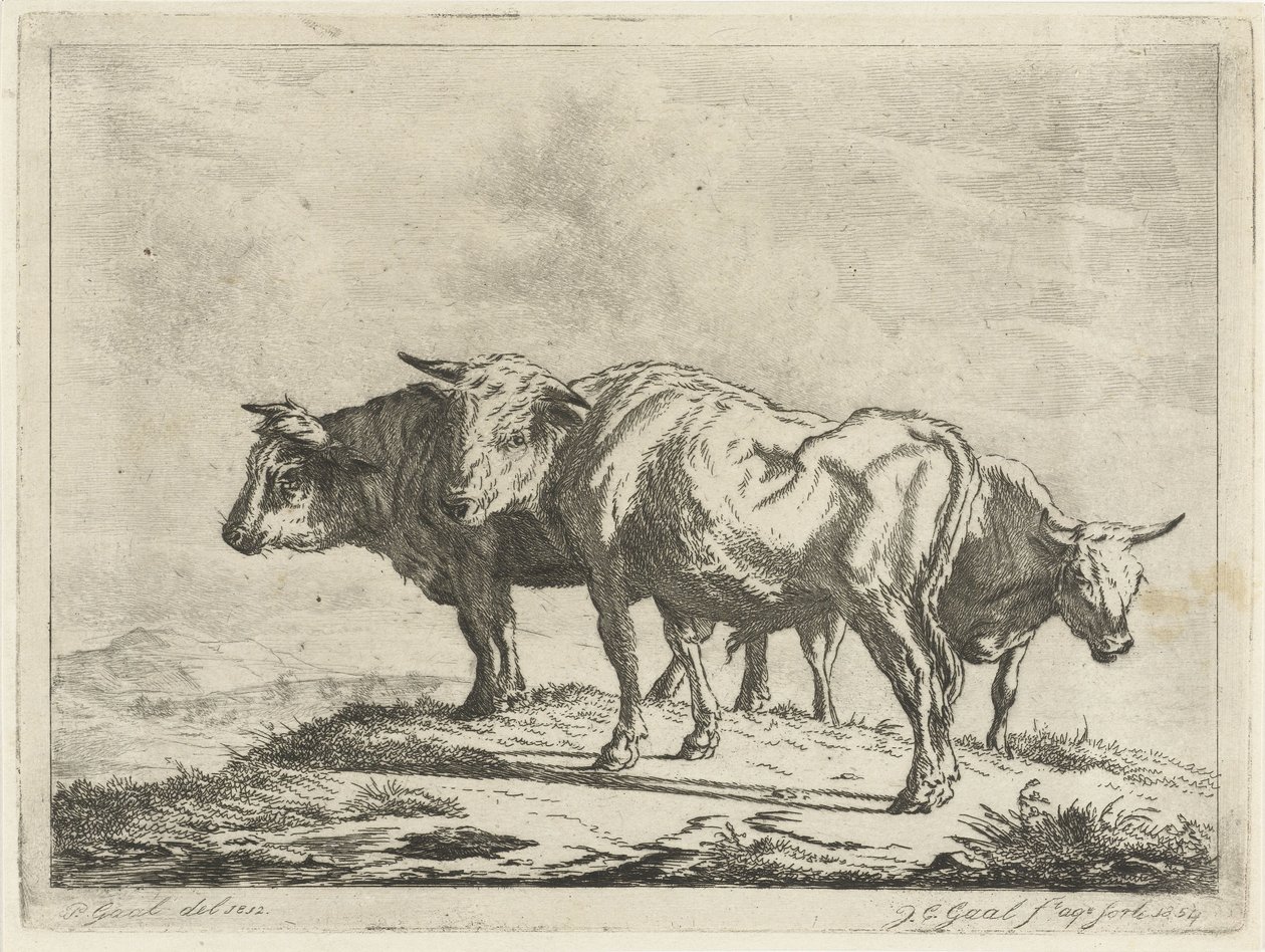 Tre okser af Jacobus Cornelis Gaal