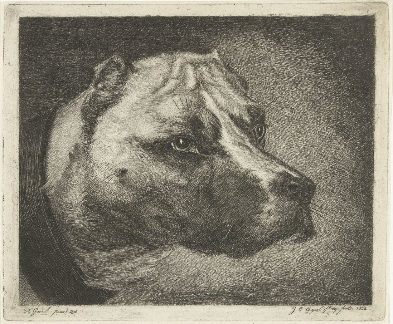 Hundehoved med halsbånd af Jacobus Cornelis Gaal