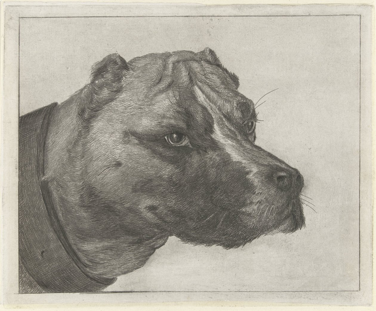 Hundehoved med halsbånd af Jacobus Cornelis Gaal