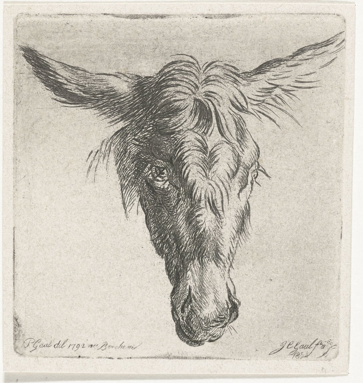 Hovedet af et æsel af Jacobus Cornelis Gaal