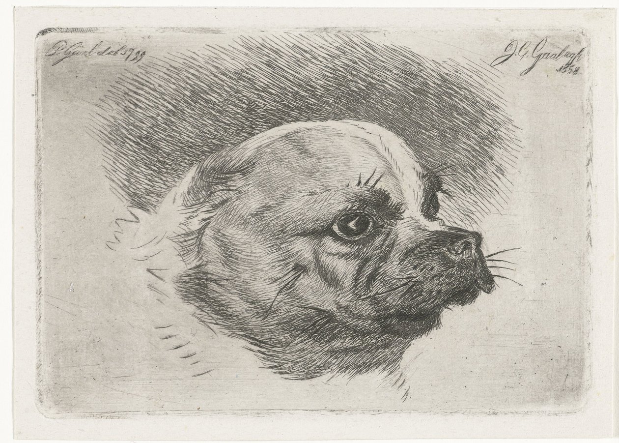 Hovedet af en mops af Jacobus Cornelis Gaal