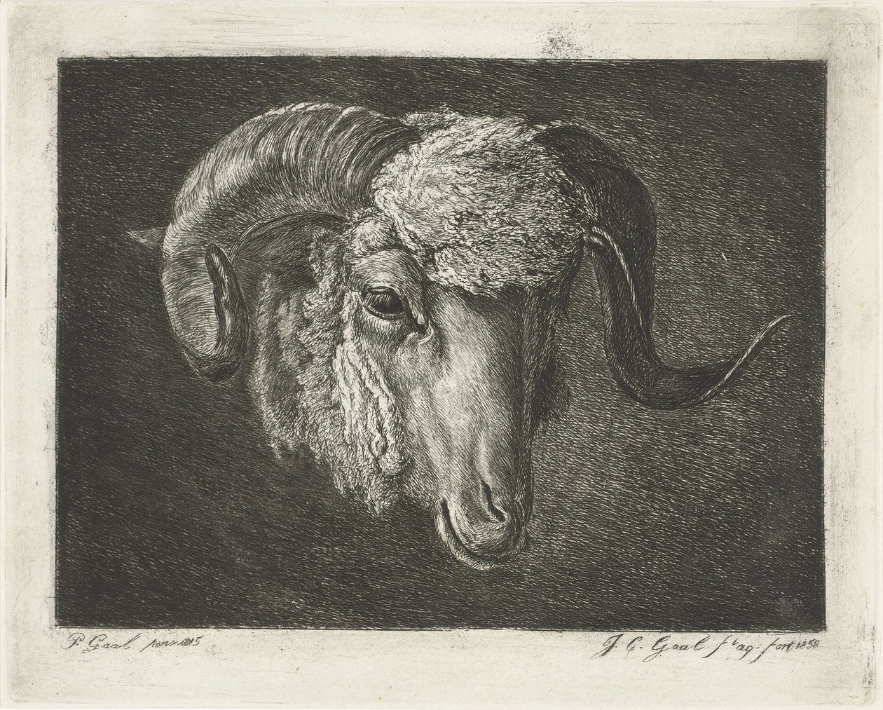 Hoved af en vædder med skæve horn af Jacobus Cornelis Gaal