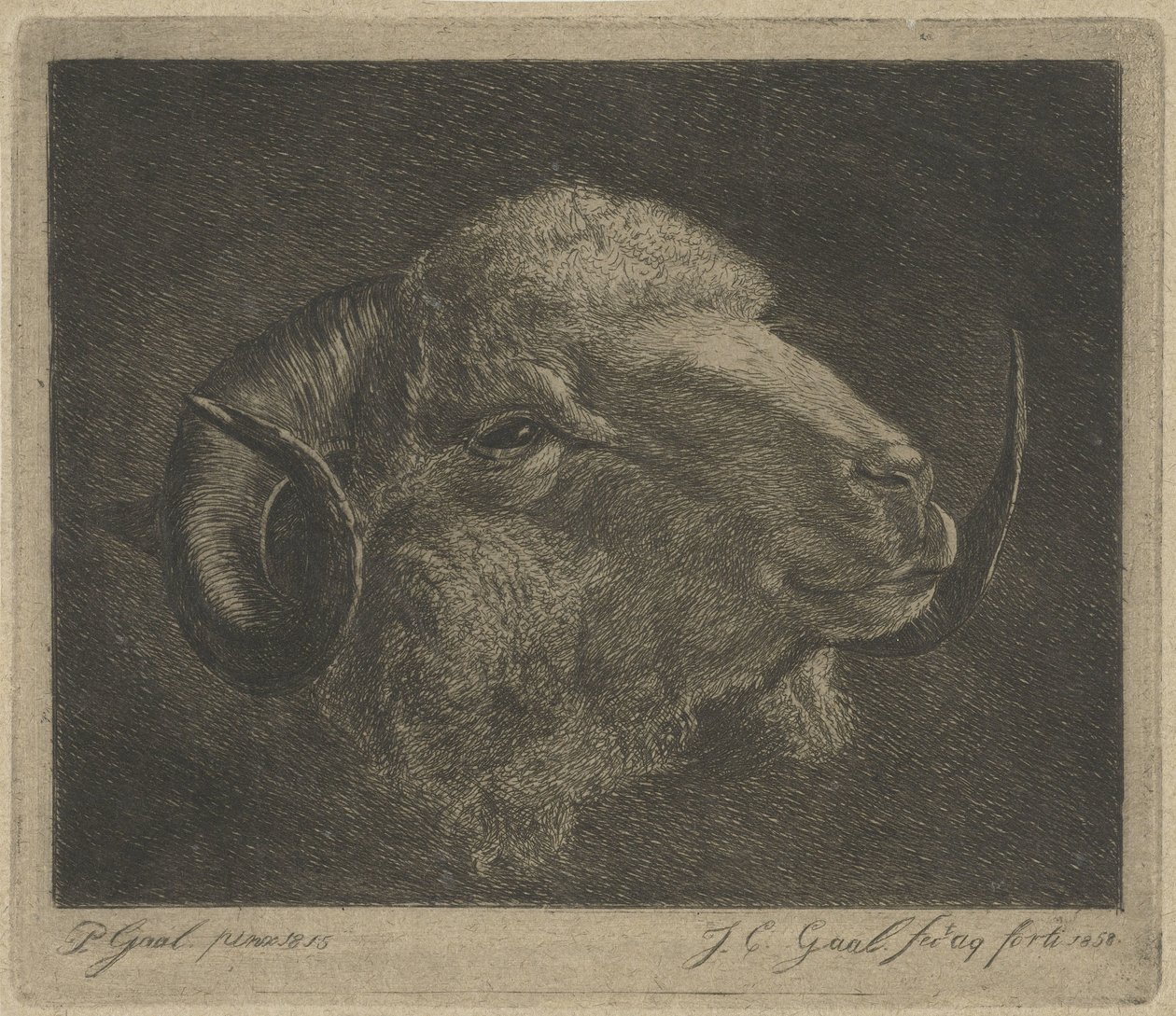 Hovedet af en vædder med horn vendt tilbage af Jacobus Cornelis Gaal