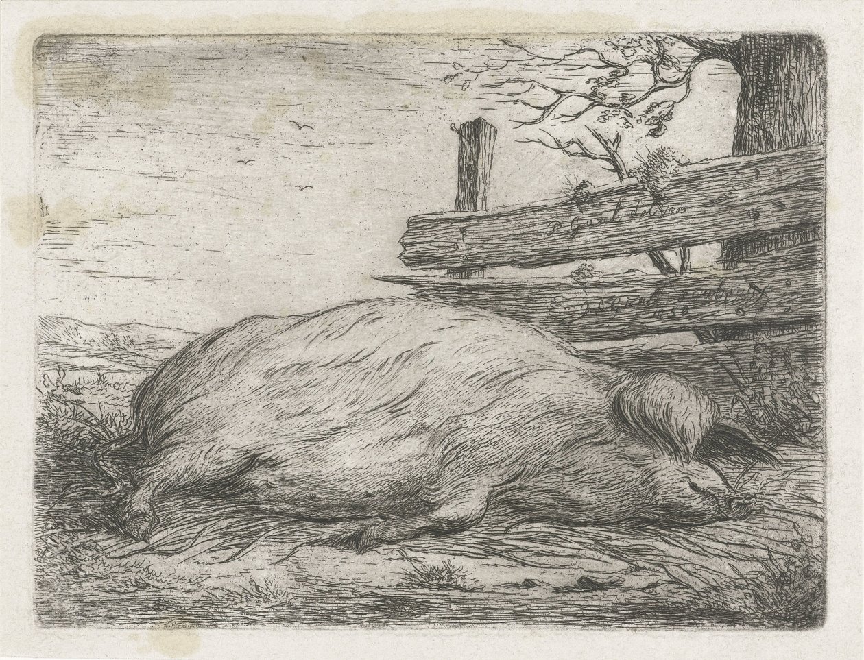 Liggende vildsvin af Jacobus Cornelis Gaal