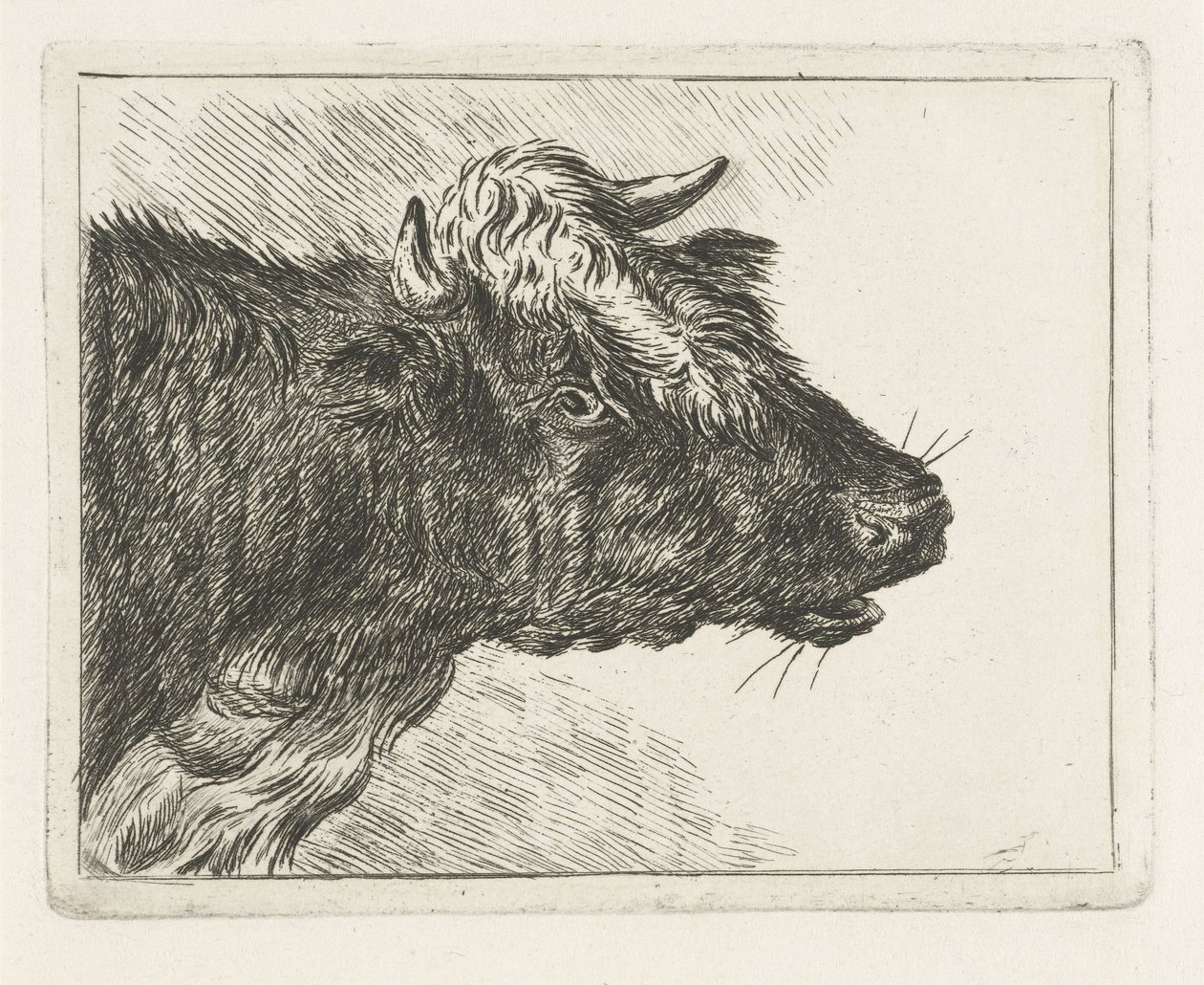 Brølende okse af Jacobus Cornelis Gaal