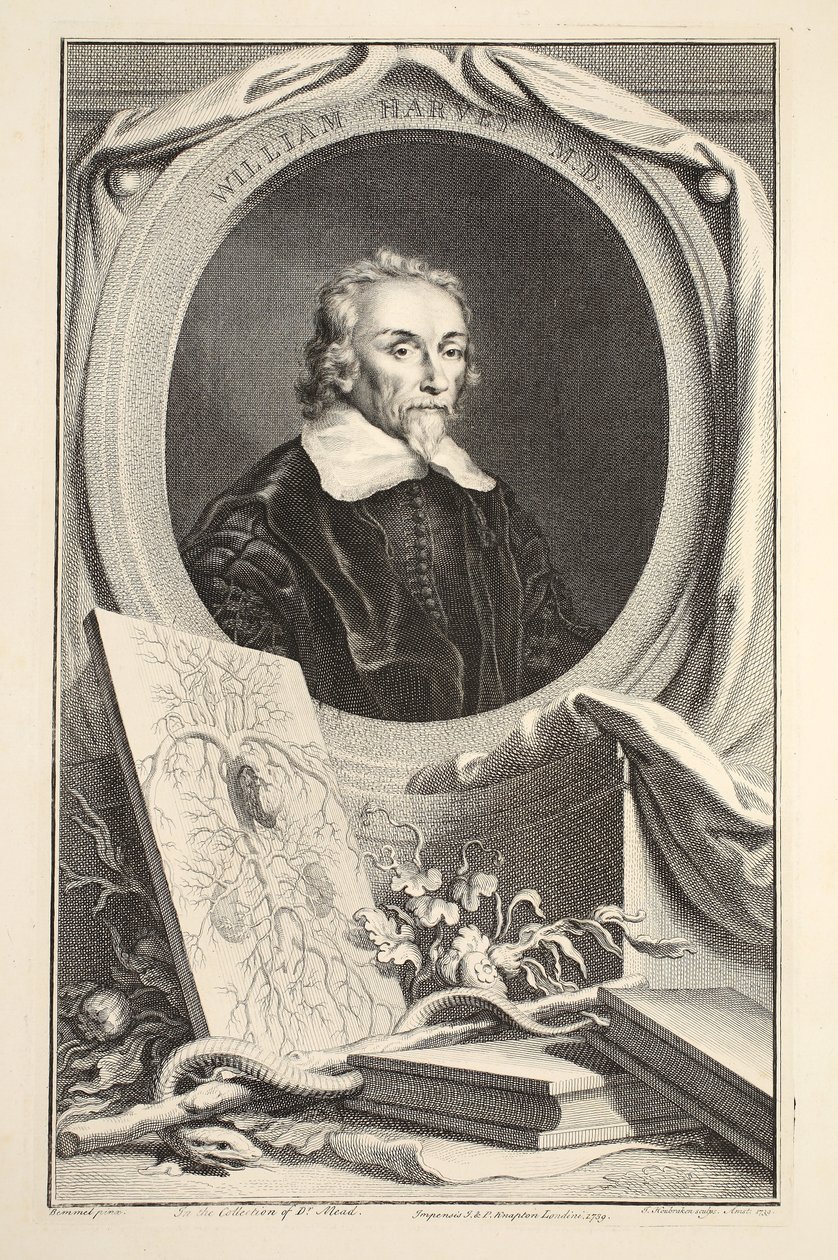 Portræt af William Harvey, illustration fra 