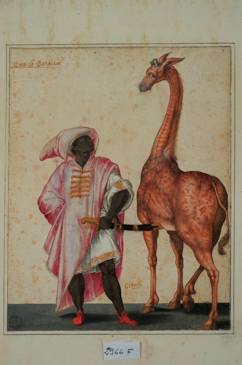 Berber med en giraf (tempera på papir) af Jacopo Ligozzi
