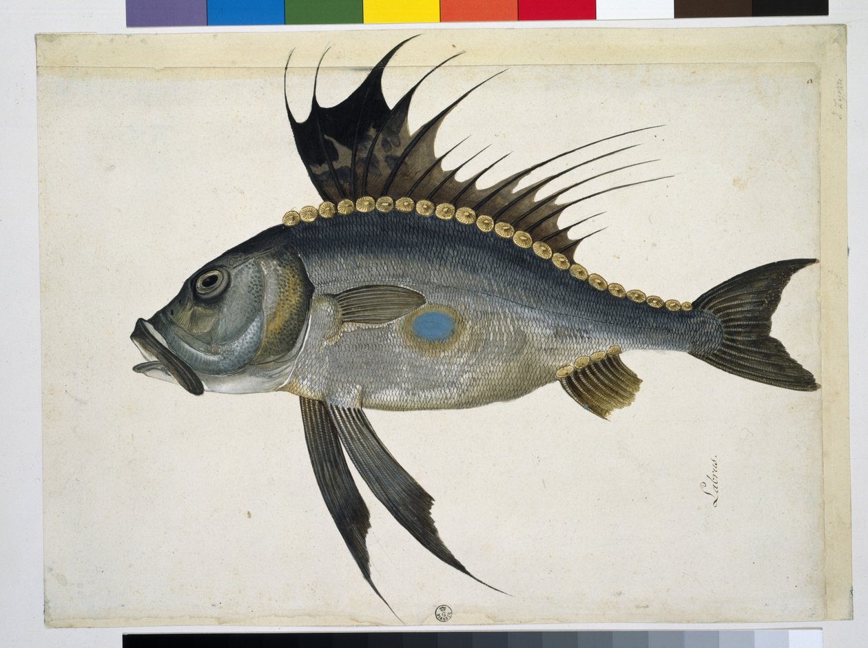 Fisk af Jacopo Ligozzi