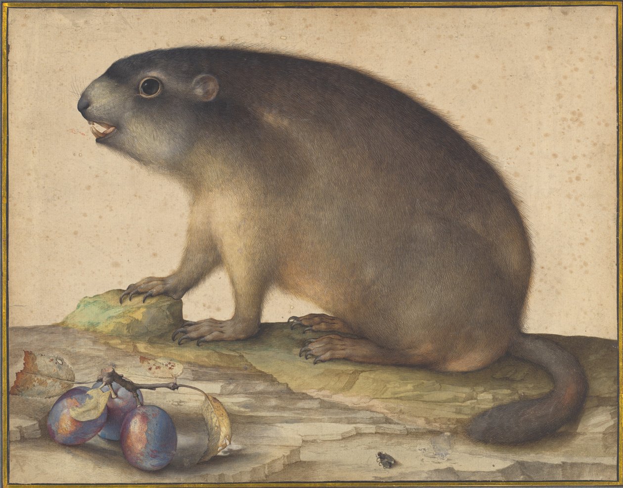 En murmeldyr med en gren af blommer af Jacopo Ligozzi