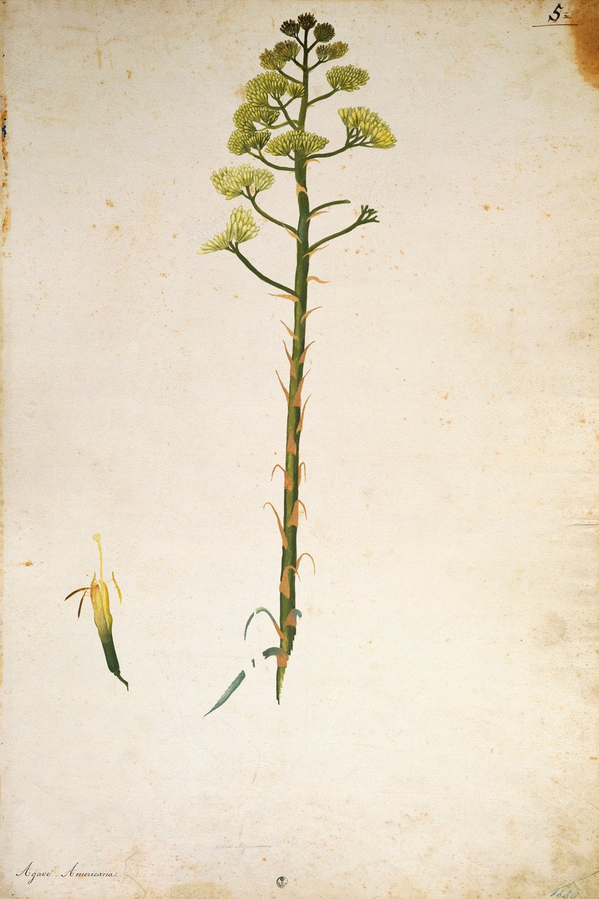 Århundrede planteblomst (Agave americana) af Jacopo Ligozzi af Jacopo Ligozzi
